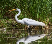 2016 06 11 WildLife MPLS 142